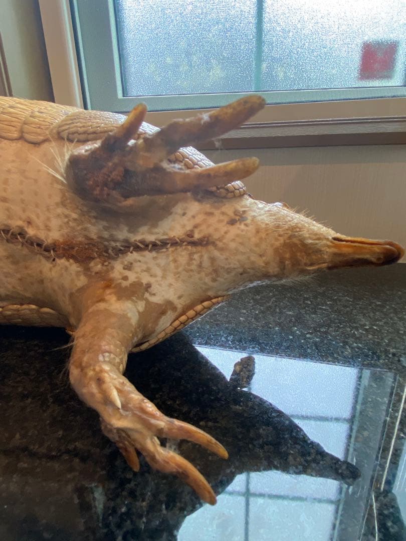 アルマジロ剥製 置物 インテリア 置き物 哺乳類 被甲目 標本 オブジェ