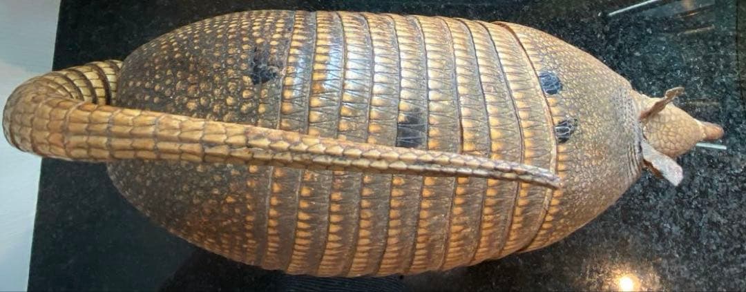 アルマジロ剥製 置物 インテリア 置き物 哺乳類 被甲目 標本 オブジェ