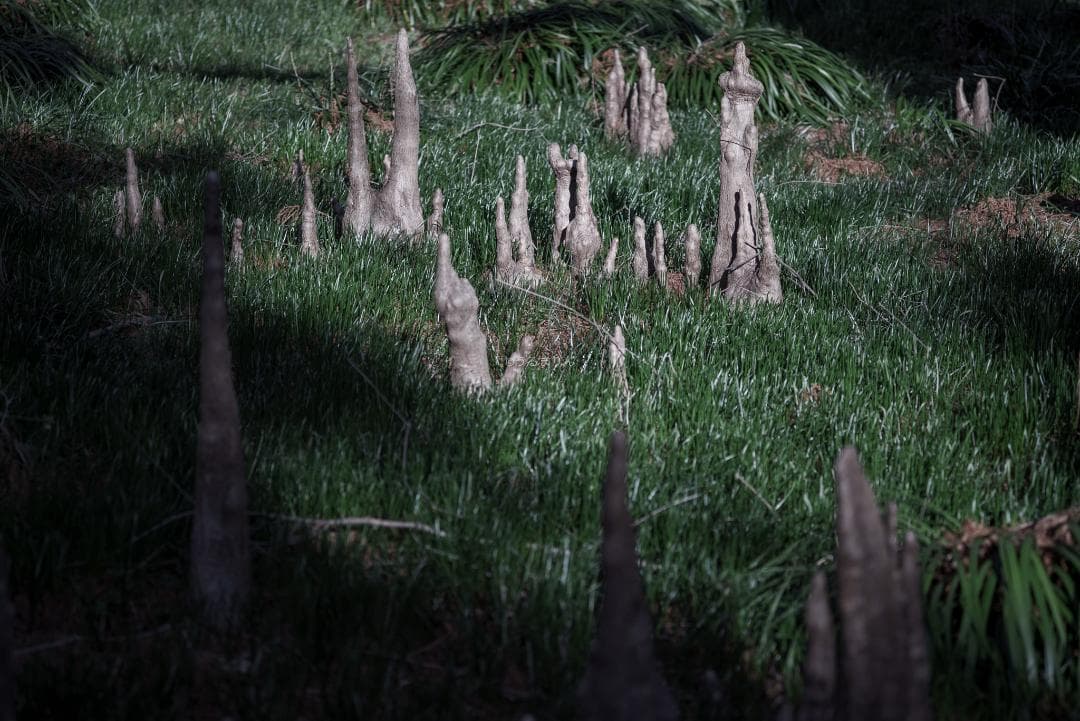 良品！CONTAX屈指の解像！SONNAR 85mm AEG オールドレンズ - メルカリ