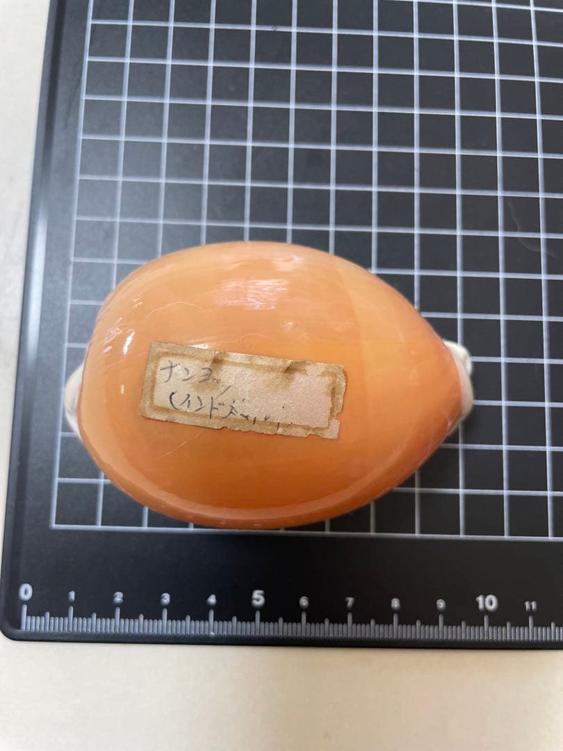 ナンヨウダカラ 貝殻 標本