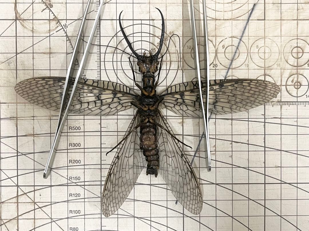 昆虫 標本 オオキバヘビトンボ 胸部に模様のある種類 125mm - メルカリ