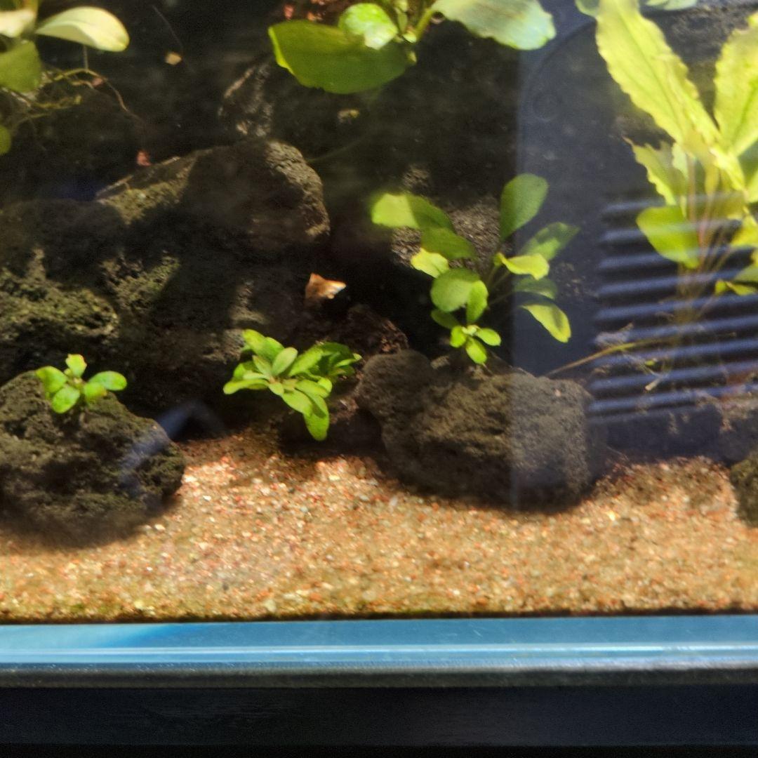 ブセファランドラ 写真のものすべて 水中葉 引退出品