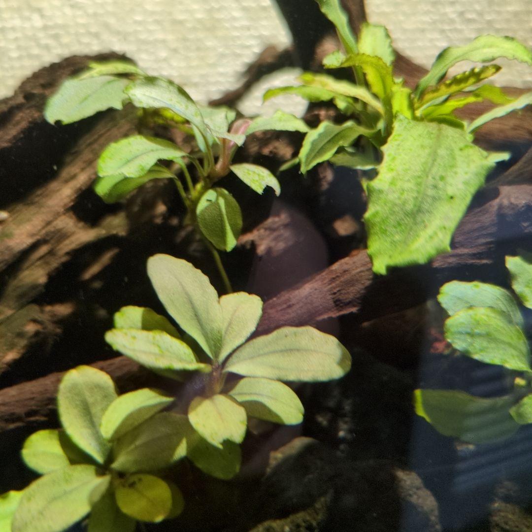 ブセファランドラ 写真のものすべて 水中葉 引退出品