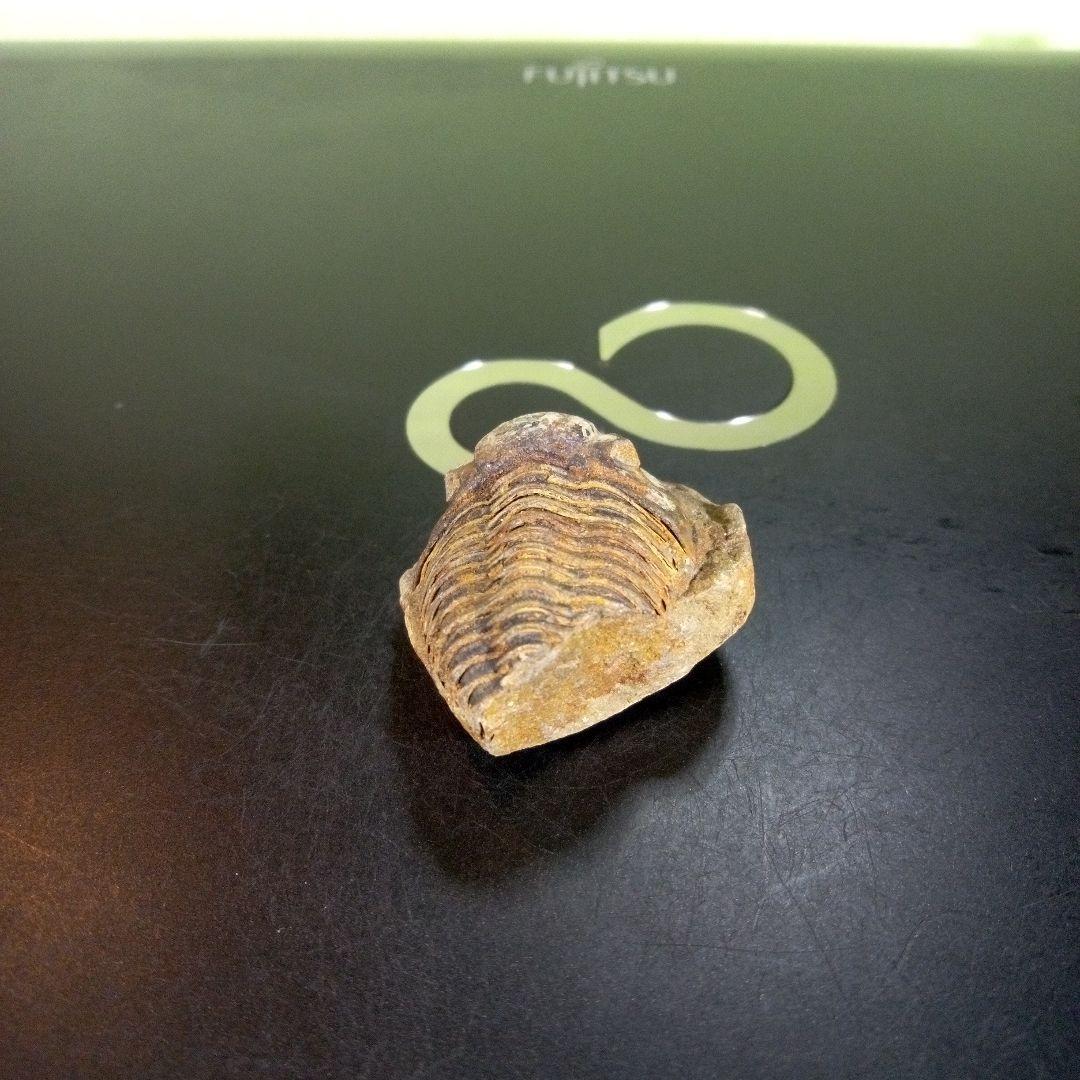 三葉虫 化石 fossil ボリビア産 trilobite 南アメリカ化石郡⑦