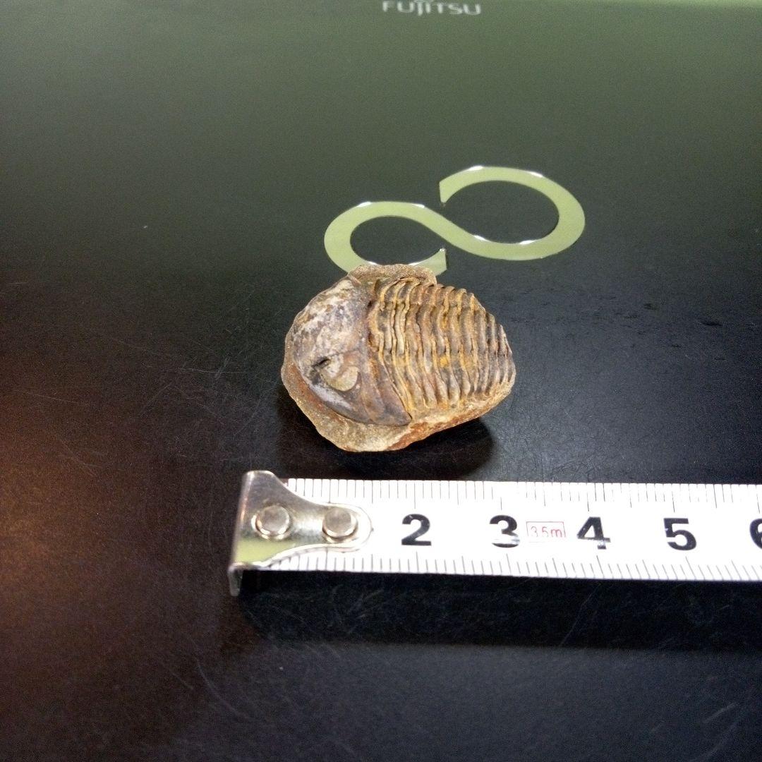 三葉虫 化石 fossil ボリビア産 trilobite 南アメリカ化石郡⑦