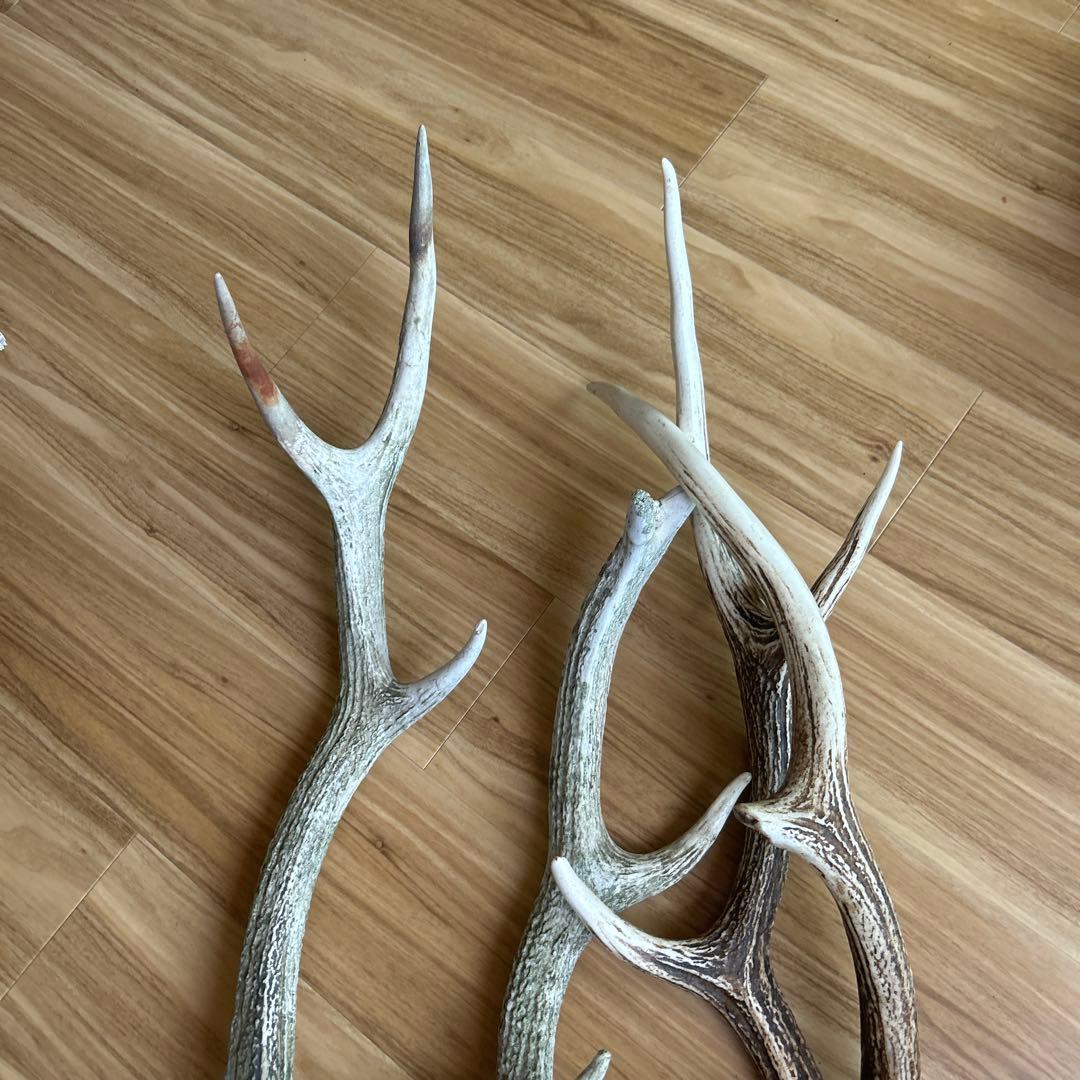 鹿の角 大きめ 4本セット自然乾燥済み