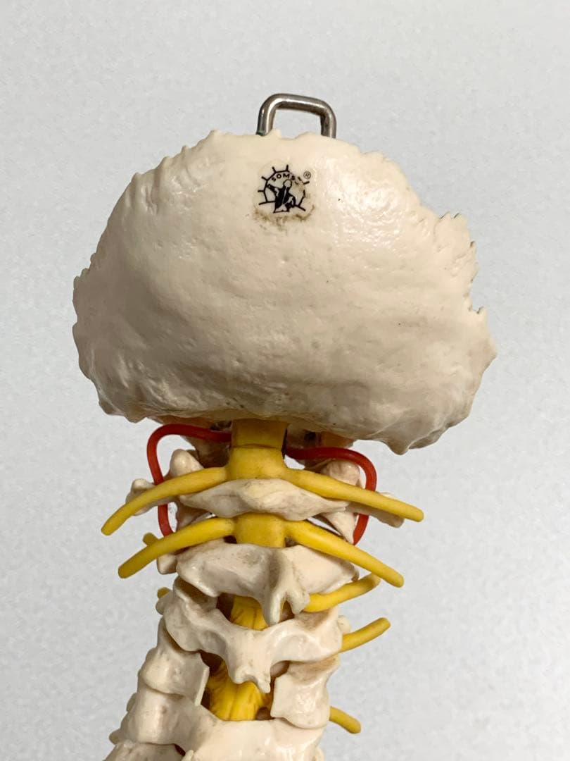 人体脊椎模型 可動式 約85cmカイロプラクティック 全健会 コタロウ