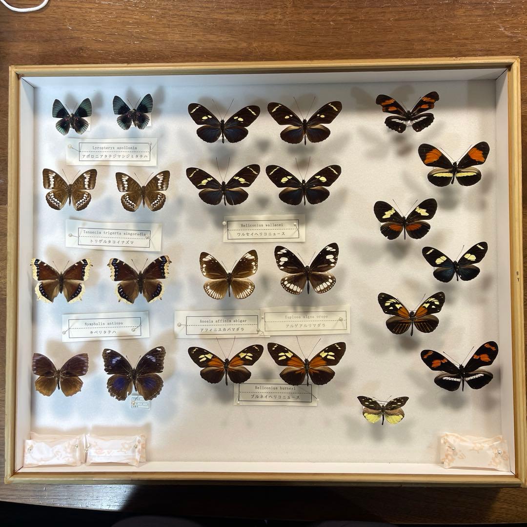 セクロピアサン 蝶標本 蛾標本 美麗！ 外国産蝶標本
