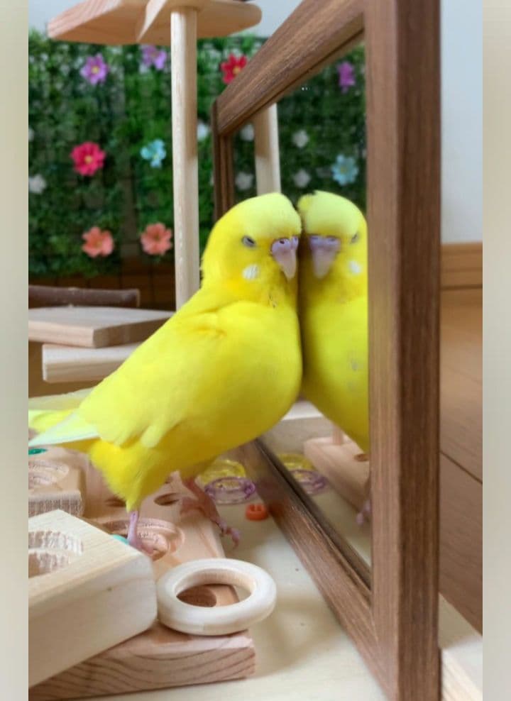 100 ⭐ ミラーボードとフォージングトイセット⭐ インコ バードトイ 89