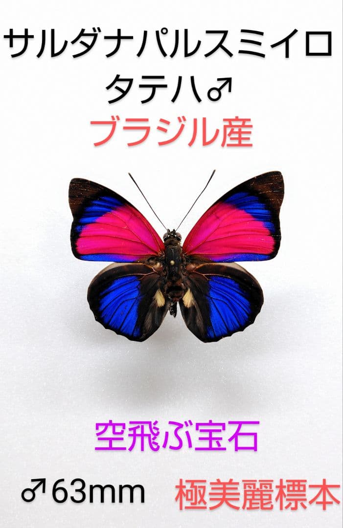 メキシコ産 キシメカタテヅノカブト 35mm