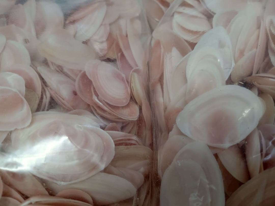 天然 桜貝 さくら貝 貝殻 中2 小1 計 約1kg+57インテリア パーツ