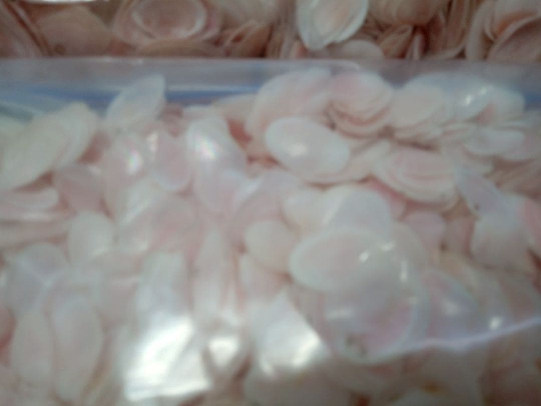 天然 桜貝 さくら貝 貝殻 中2 小1 計 約1kg+57インテリア パーツ