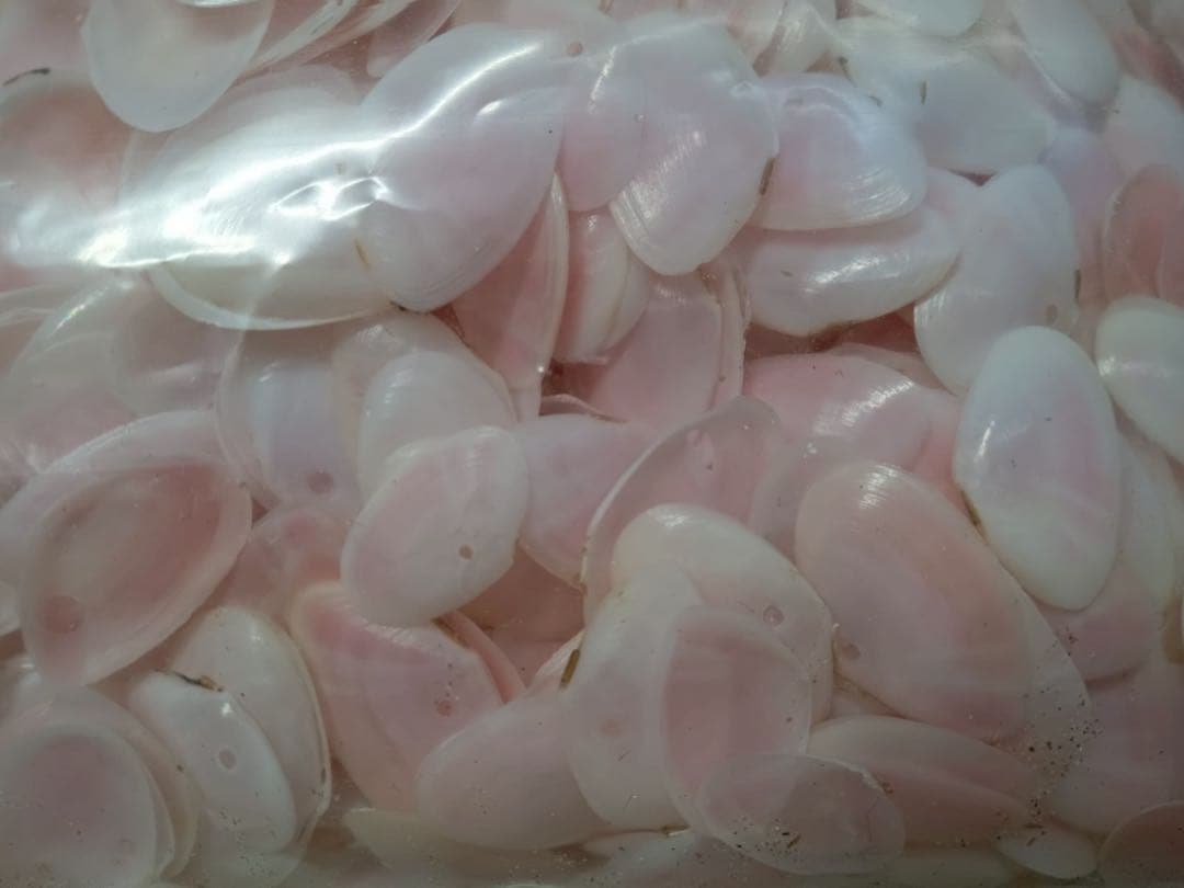 天然 桜貝 さくら貝 貝殻 中2 小1 計 約1kg+57インテリア パーツ