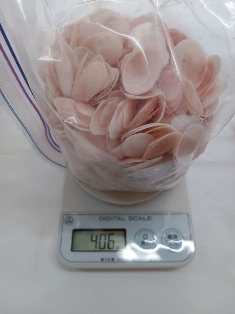 天然 桜貝 さくら貝 貝殻 中2 小1 計 約1kg+57インテリア パーツ