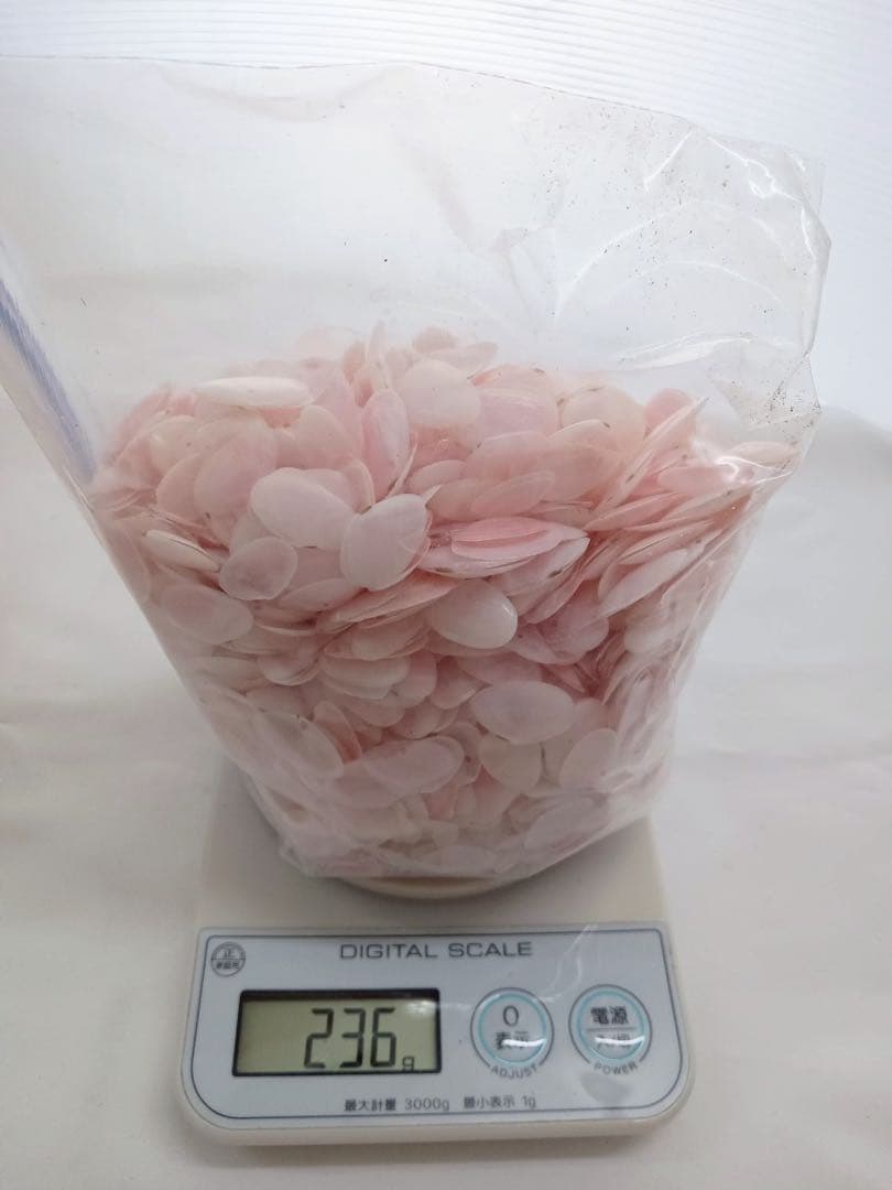 天然 桜貝 さくら貝 貝殻 中2 小1 計 約1kg+57インテリア パーツ