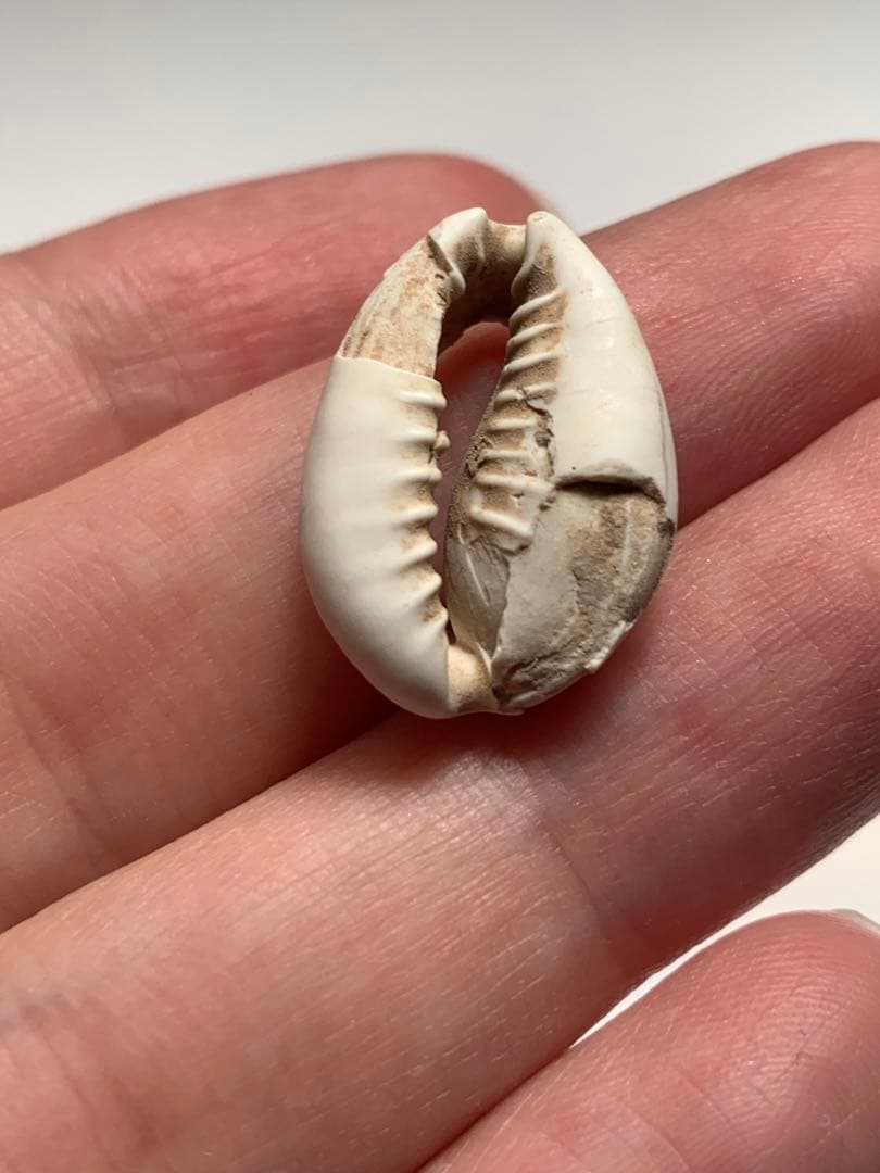 中国貝貨 紀元前1500年頃 古銭 貨幣 アンティークコイン 出土 縄文 石器