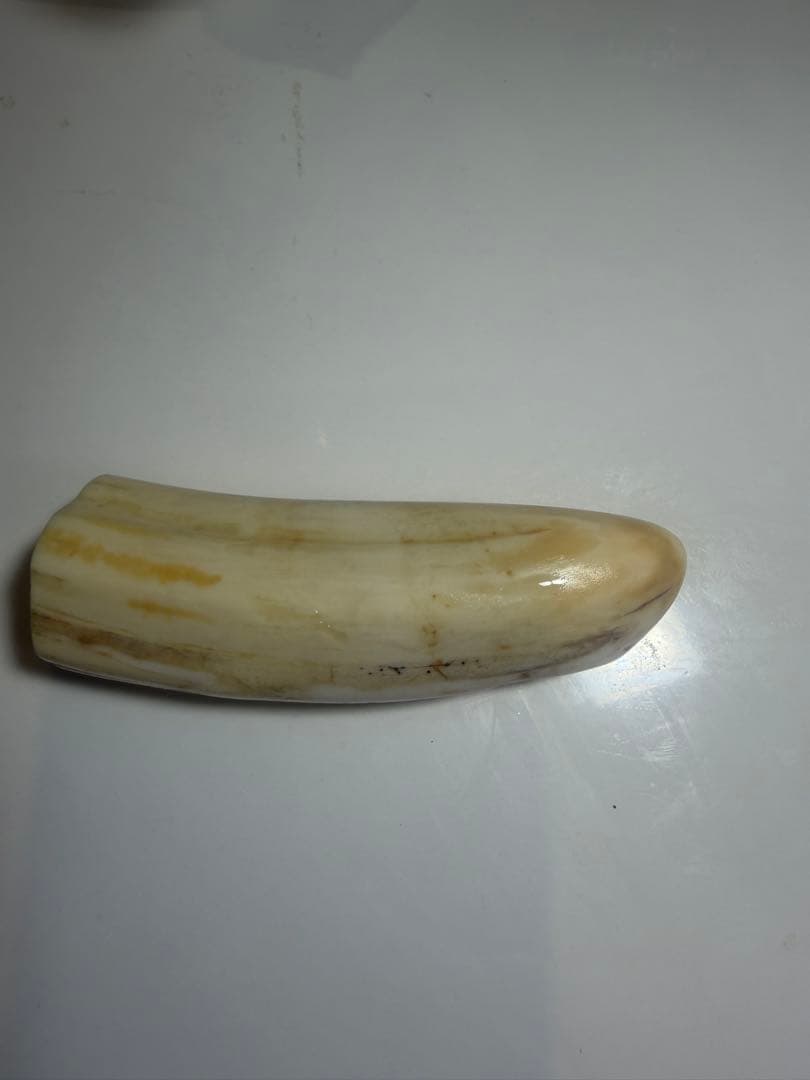 河馬歯　カバ牙　印材　彫刻材料　送料無料