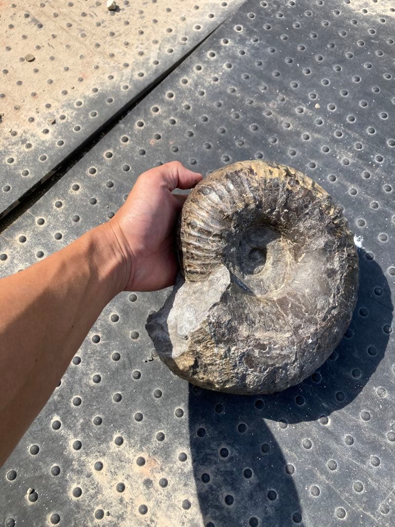 6.5kg 三笠のアンモナイト　パキ　大きい　化石