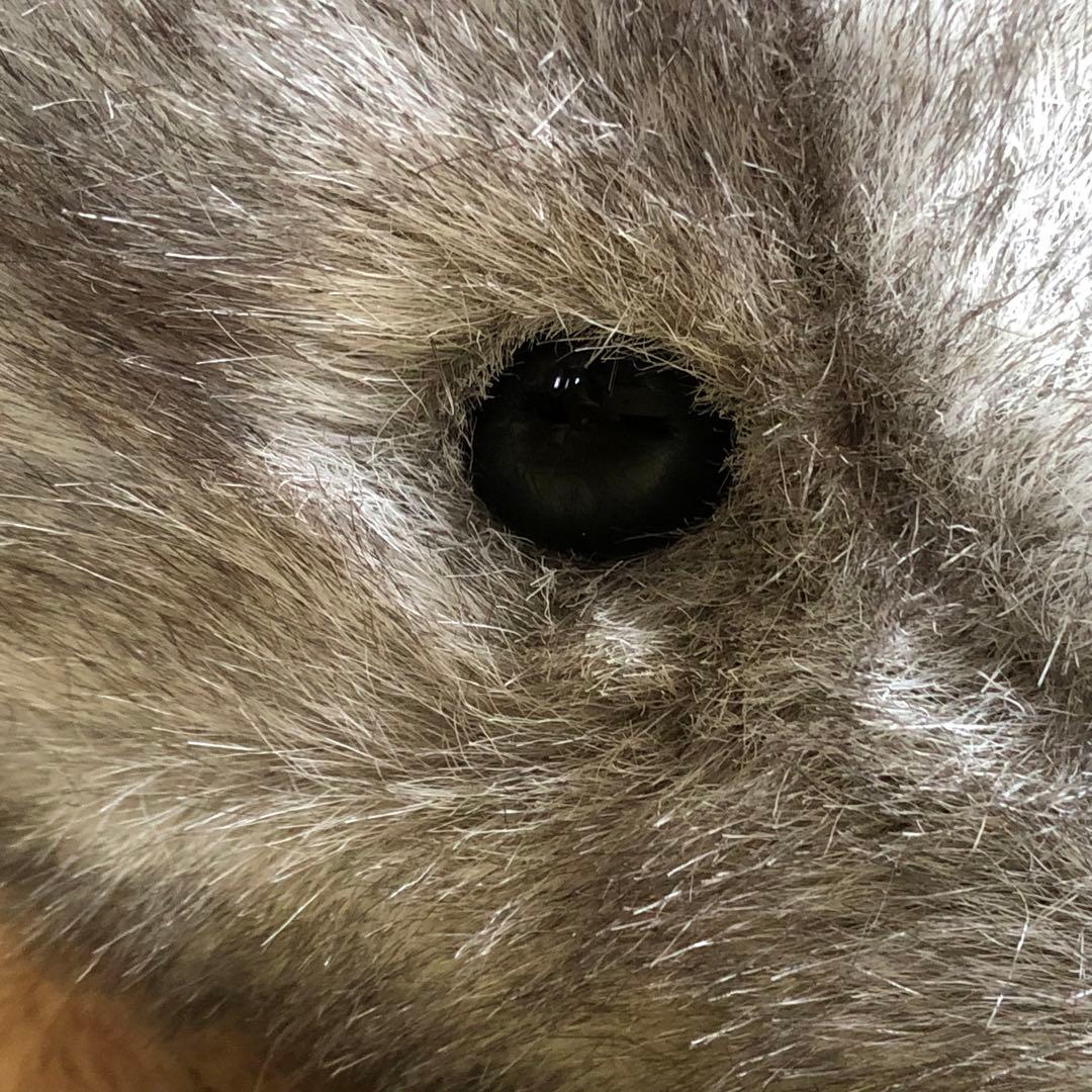 トイザらス　animal alley ぶた　約68cm×34cm×30cm