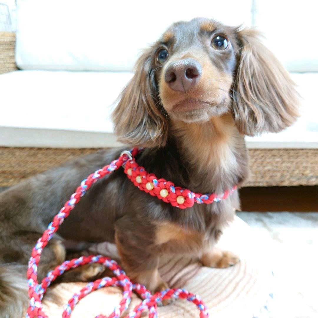 パラコードリード スリップリード 首輪一体型リード バラ №023 犬用品