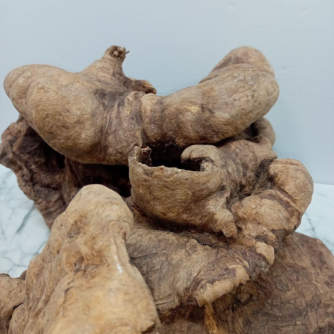 アク抜き済み流木【328】