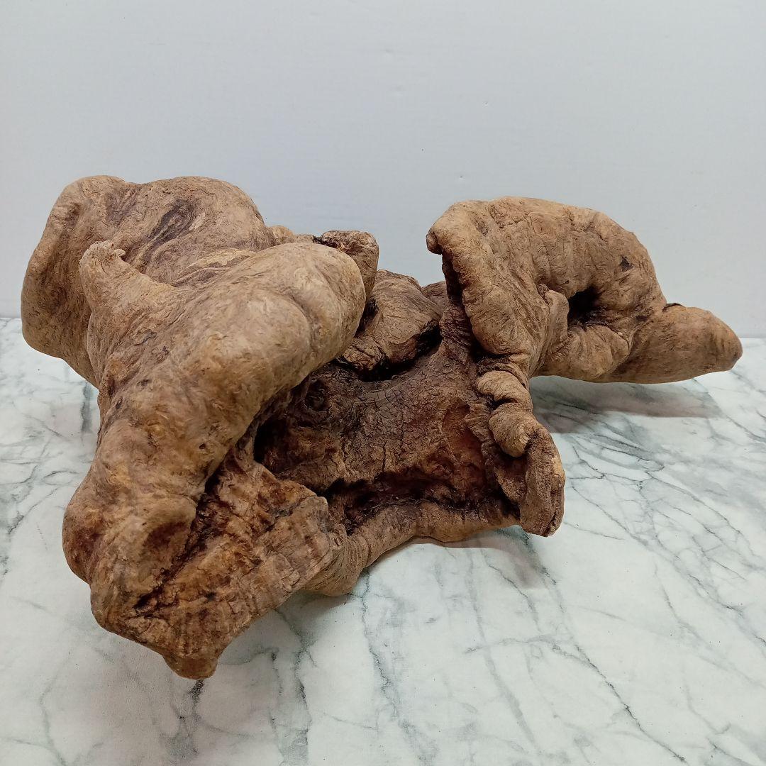 アク抜き済み流木【328】最終価格