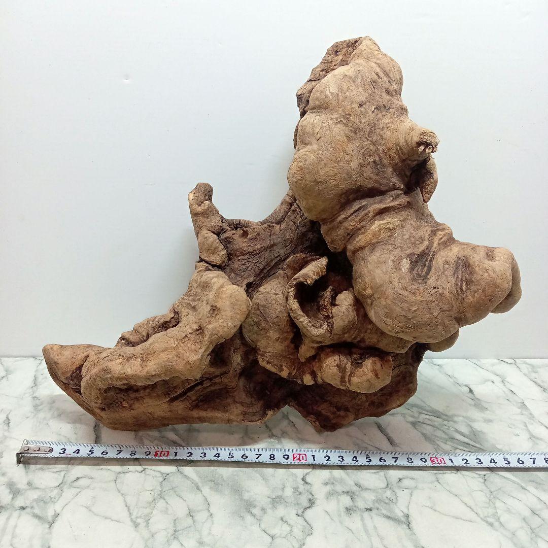 アク抜き済み流木【328】最終価格