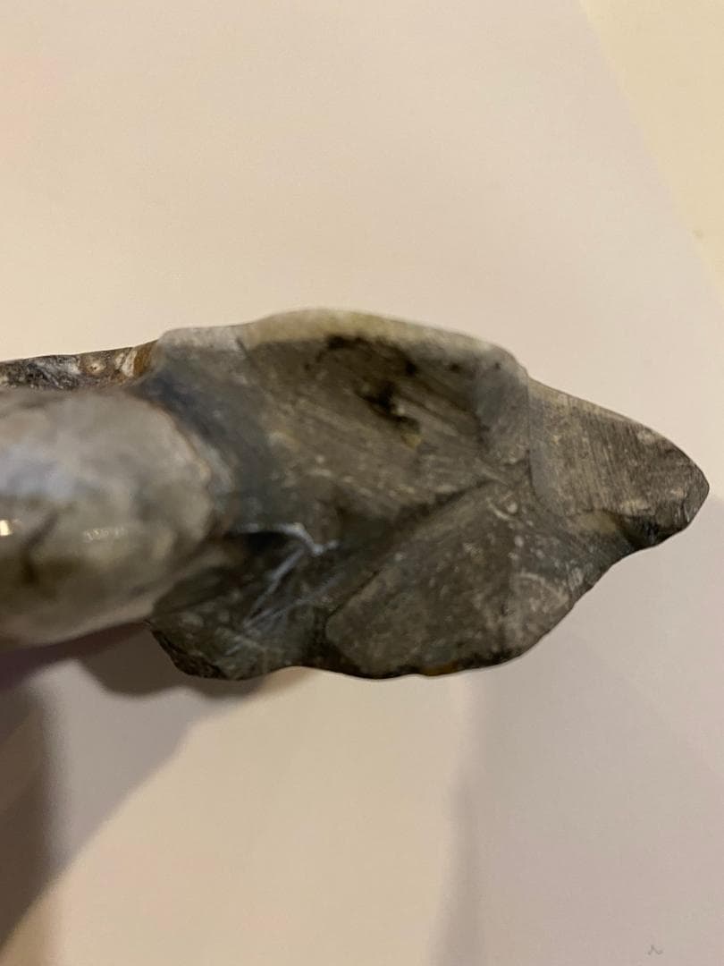 モロッコ産 アンモナイト 化石 ⑱ モロッコ産『極上アンモナイト化石