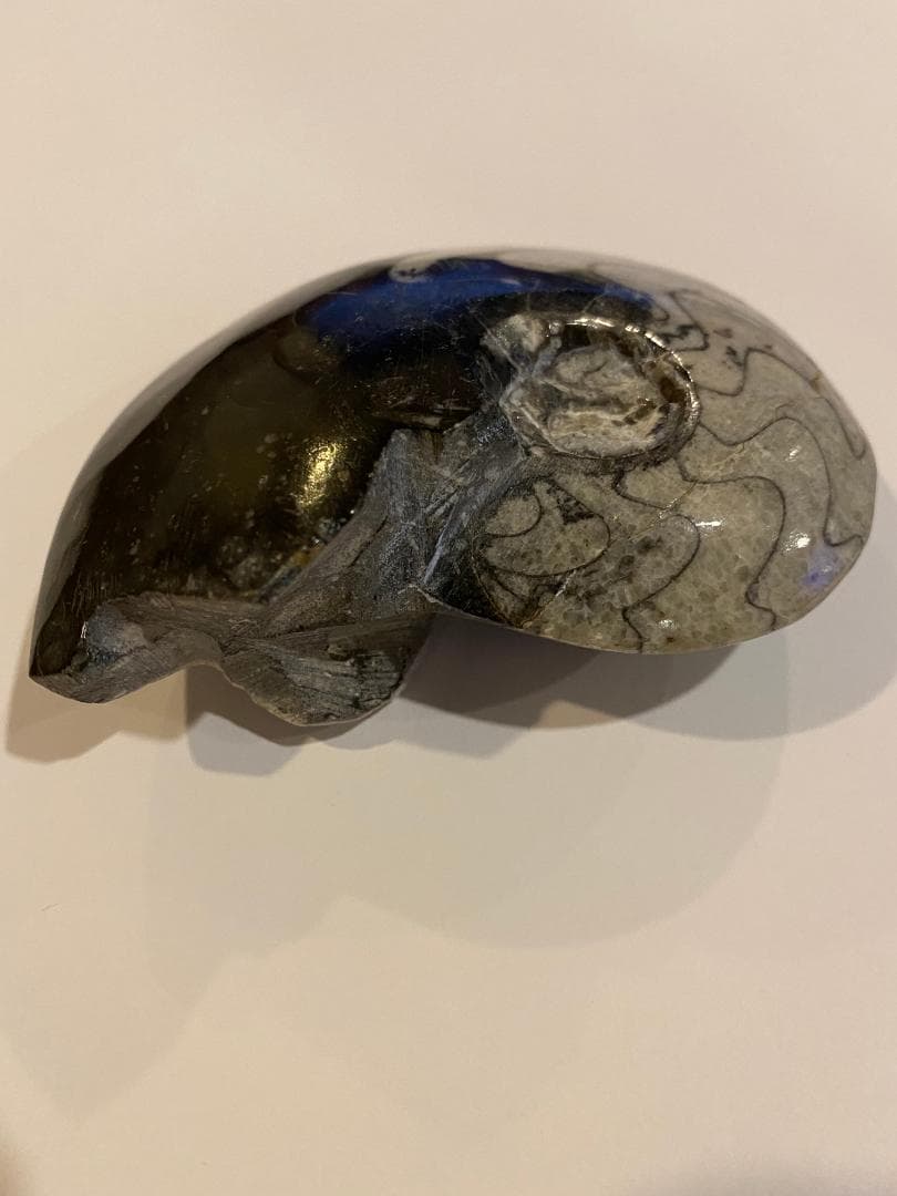 モロッコ産 アンモナイト 化石 ⑱ モロッコ産『極上アンモナイト化石