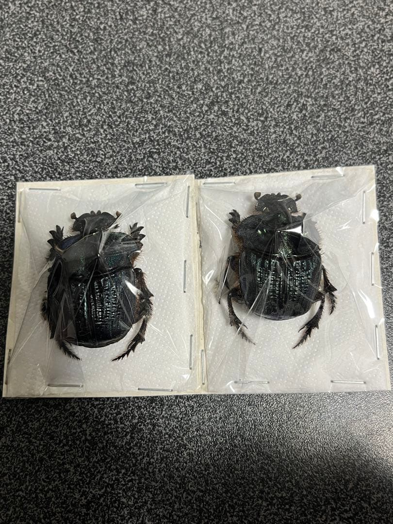 ボナリエンシスオオニジダイコクコガネ ブルー系 大型ペアの通販はau