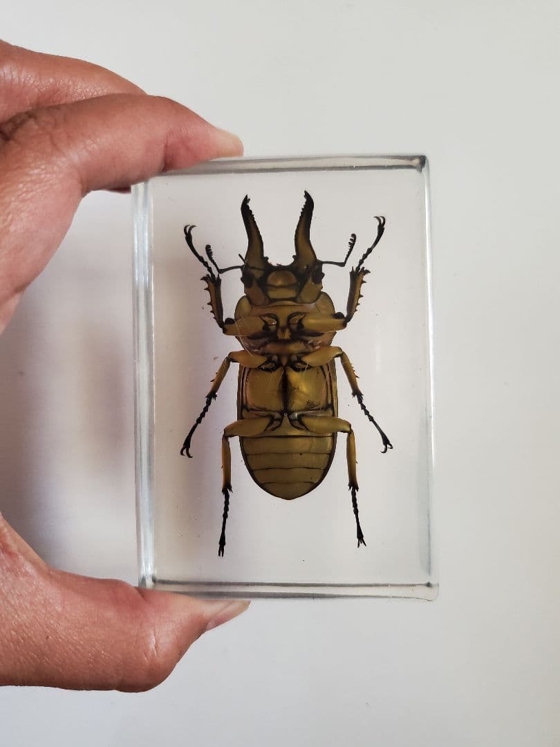 オウゴンオニクワガタ 樹脂標本 - メルカリ