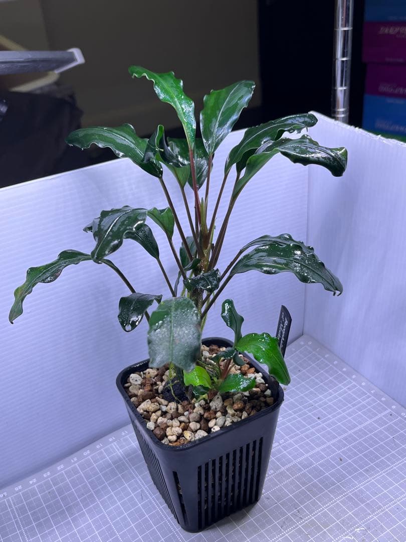 H*O様 ブセファランドラ　モトレイアーナ　パダワン