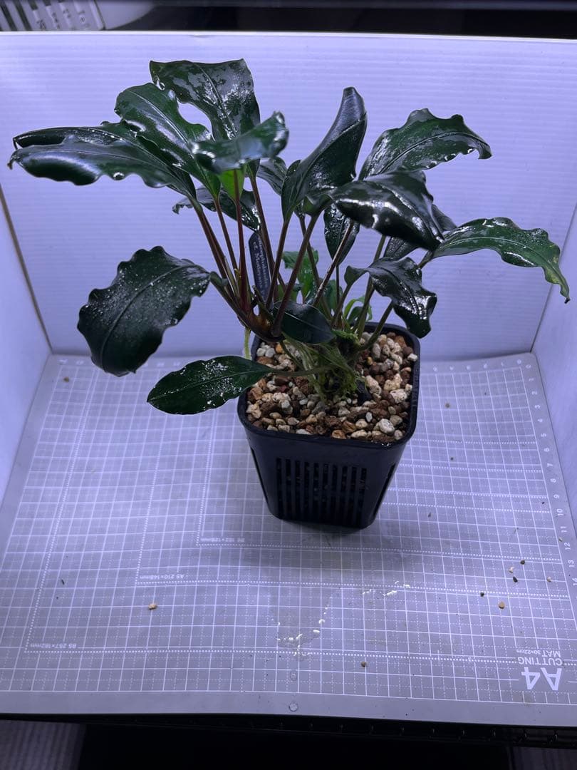 H*O様 ブセファランドラ　モトレイアーナ　パダワン