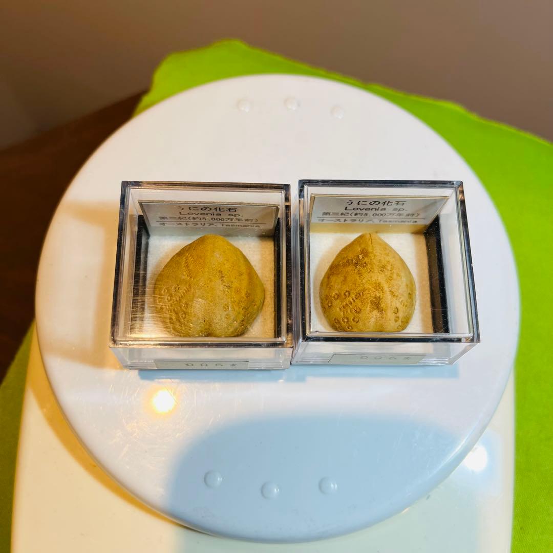 化石 まとめ売り 三葉虫 貝 シダ ウニ アンモナイト