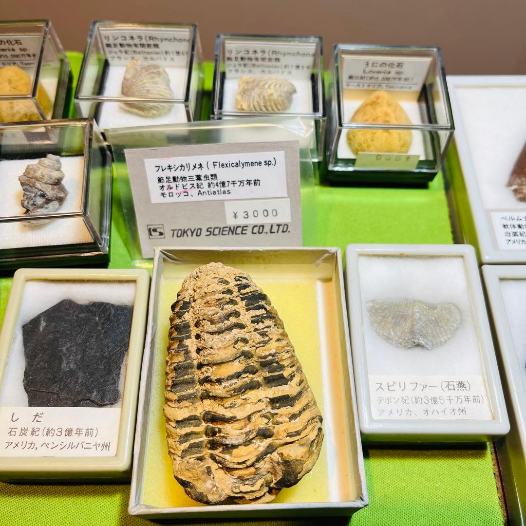 化石 まとめ売り 三葉虫 貝 シダ ウニ アンモナイト - メルカリ