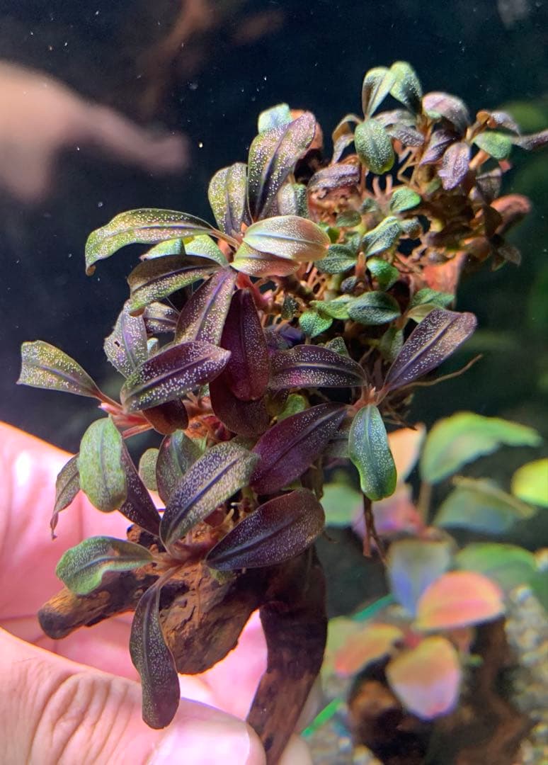 水中葉☆ブセファランドラ☆ Blue Oval、Mini Jade☆2株セット☆