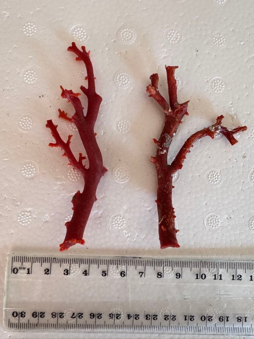 宝石珊瑚　血赤珊瑚　原木