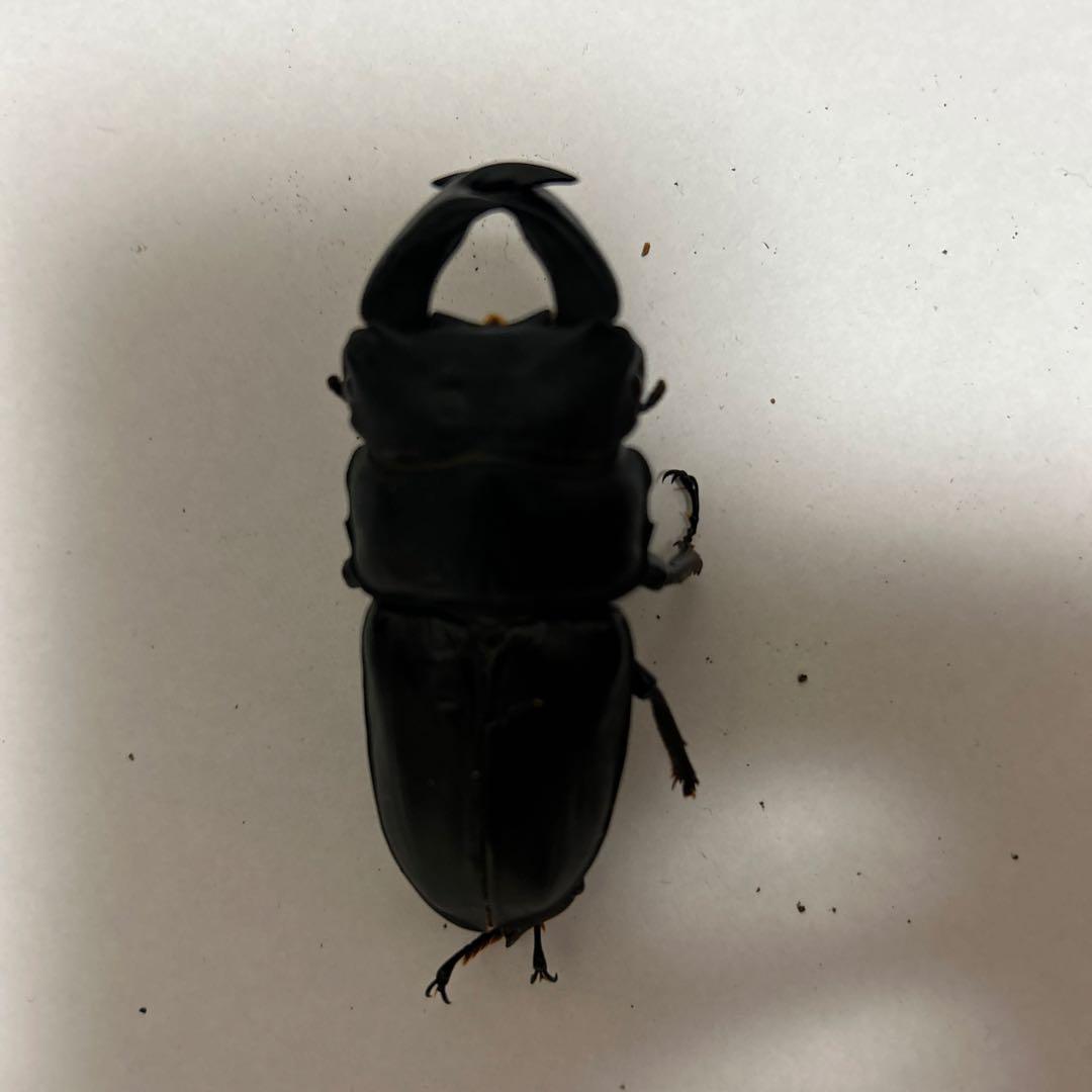 モロンシロカブト♂野外標本