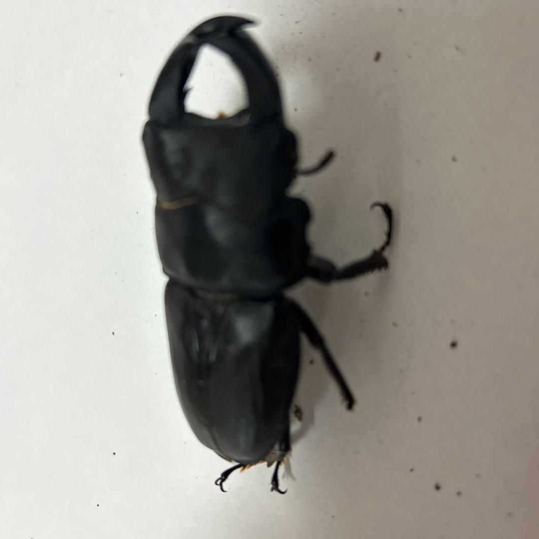 国産オオクワガタ ゴードンR00BAN