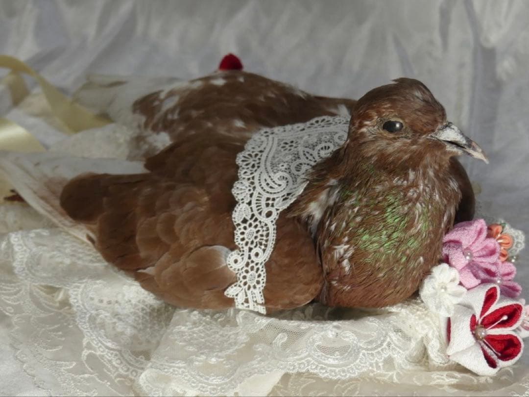 鳩のヘアアクセサリー ヘッドドレス レース パール