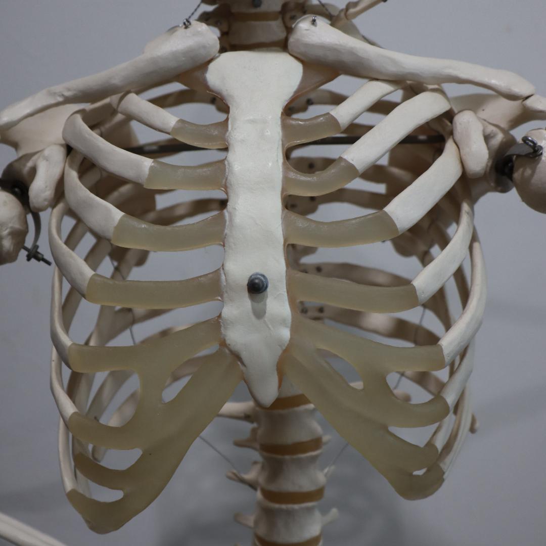 ま*さ様 3B Scientific 170cm 人体模型 キャスター付き 全身