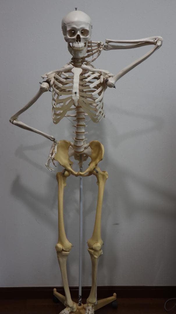 ま*さ様 3B Scientific 170cm 人体模型 キャスター付き 全身