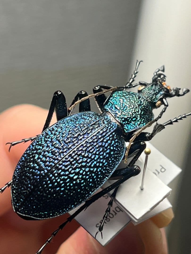 41mm】イボハダオサムシ 標本イカブリ ハンミョウ アイヌキンオサムシ