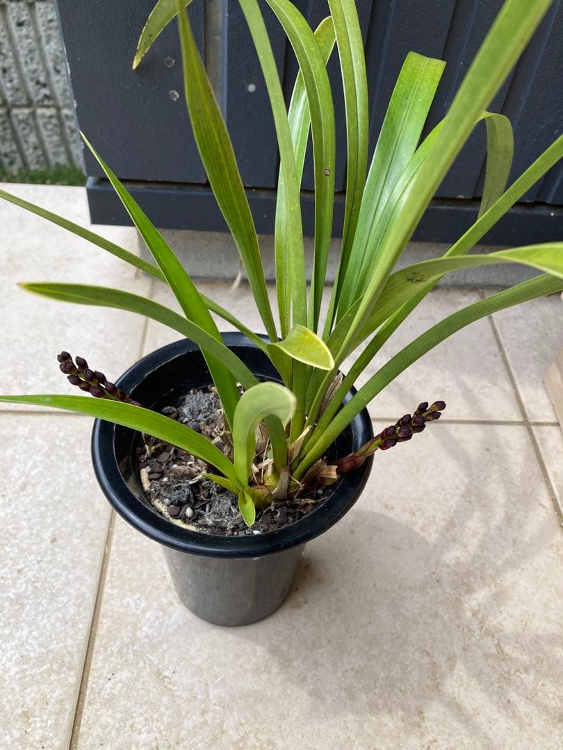 日本ミツバチ用巣箱 重箱式 キンリョウヘンおまけ