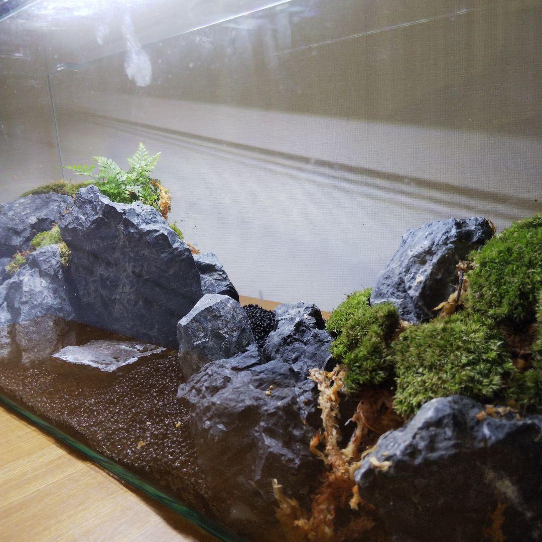 完成品】アクアテラリウム イモリウム 苔 水槽 苔テラリウム