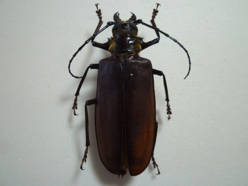 【外国産カミキリ標本】ウスバカミキリ♀/南インド産/92mm 外国産カミキリ標本】ウスバカミキリ♀/南インド産/92mm 外国産