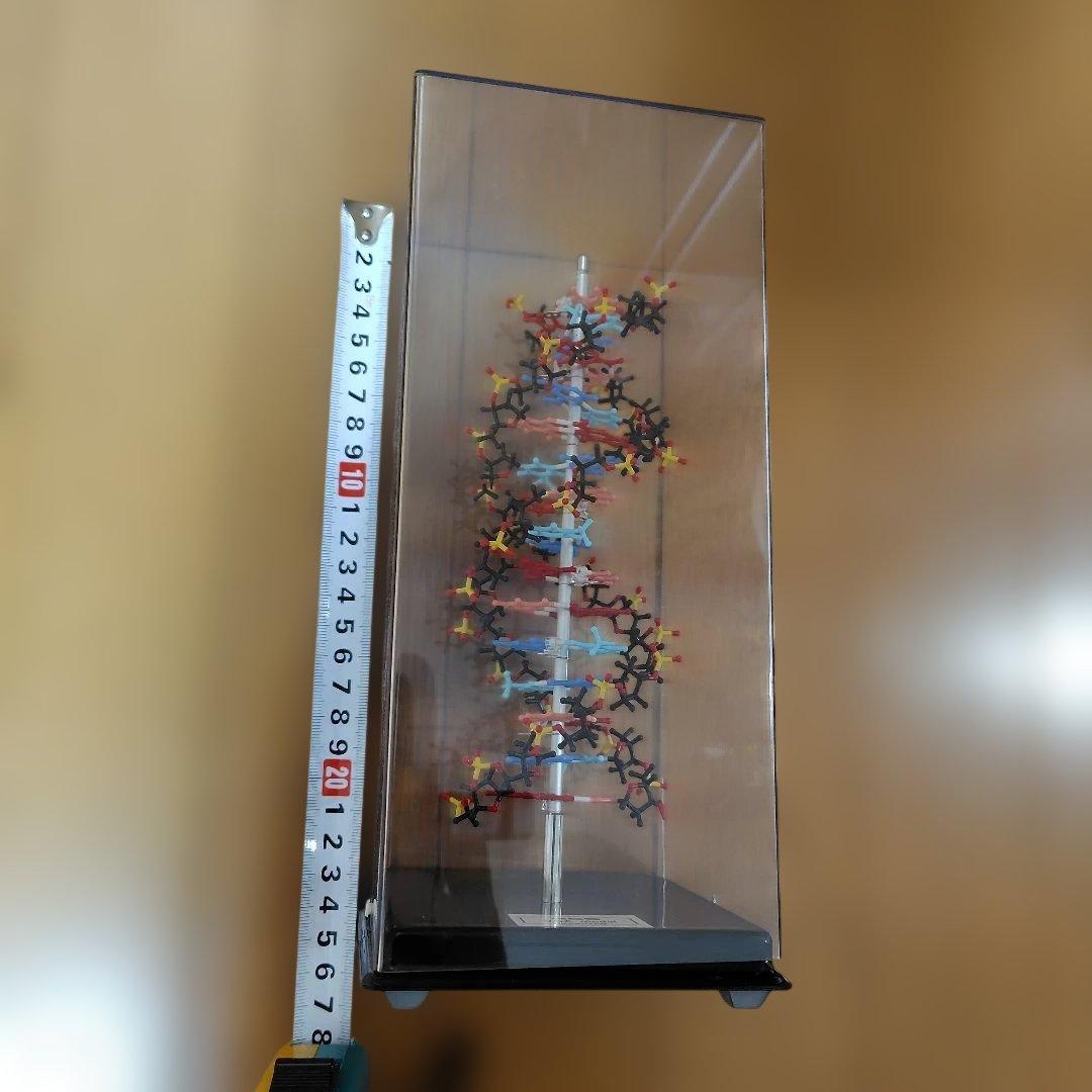 HGS DNA model MARUZEN 二重螺旋モデル 丸善 - メルカリ