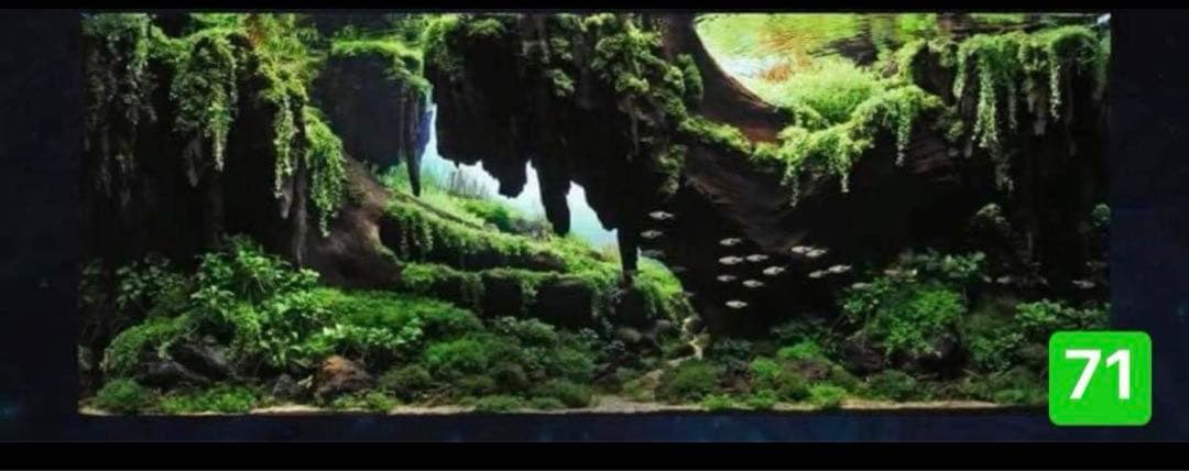 盆栽流木 水草用の 流木。流木アクアリウム パルダリウム マシンガンウッド