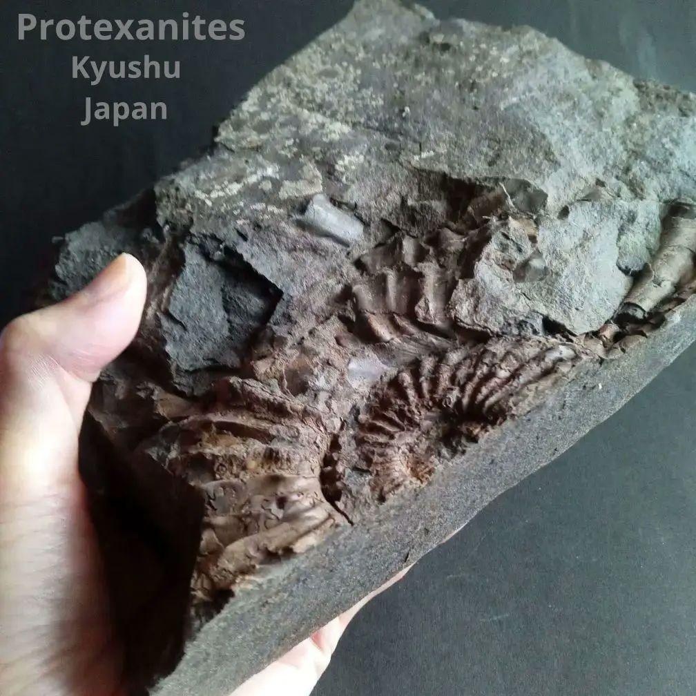 九州産 アンモナイト プロテキサナイテス 超特大 希少 博物館展示級