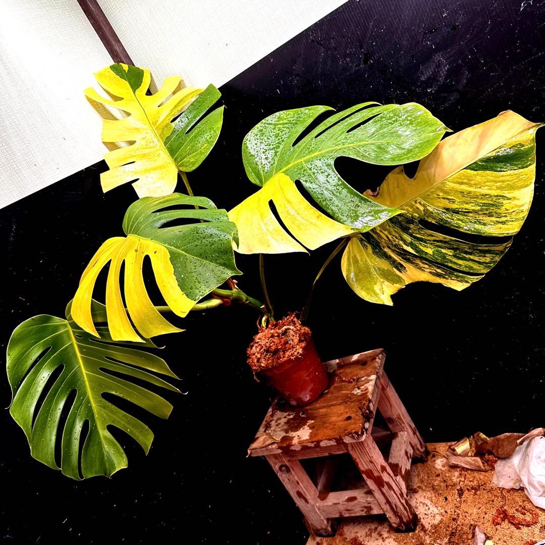 有田焼『古伊万里様式 色絵獅子 あ・うん』2体セット 赤絵牡丹獅子色絵中